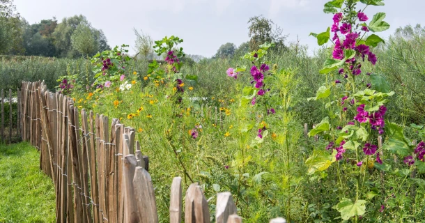 Trek nuttige insecten aan door bloemen te zaaien Thumb
