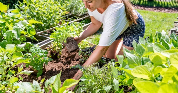 Bio-potgrond voor biologisch tuinieren: 100% natuurlijke grondstoffen Thumb