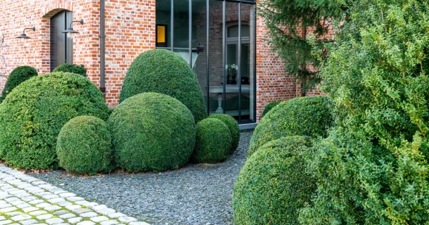Buxus bemesten en onderhouden met kalk Thumb
