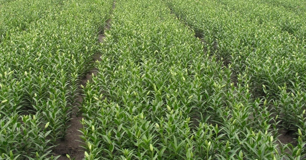 Grotere leliebollen, meer en beter plantgoed met DCM VIVISOL® Thumb