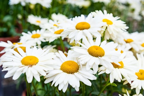 Plant meer inheemse planten Thumb