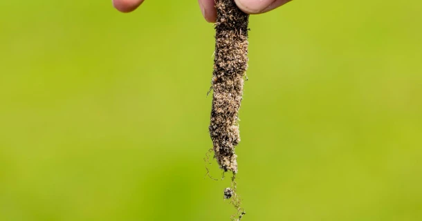 DCM Vitact® R Biostimulant zorgt voor betere inworteling van gras Thumb