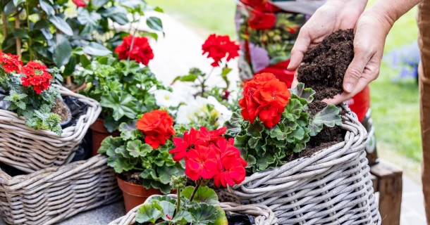 Kwalitatieve potgrond voor perkplanten - DCM Potgrond Geraniums & Bloeiende planten Thumb