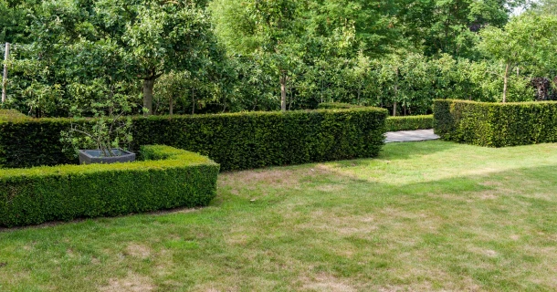 Zo help je je tuin de droogte door Thumb