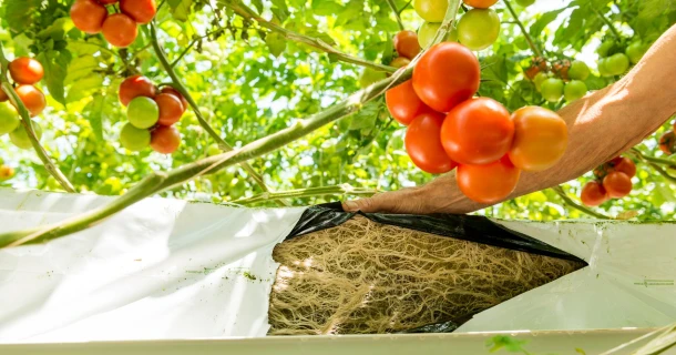 DCM Vitact® F Biostimulant, ideaal voor groenten Thumb