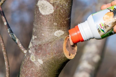 Bomen snoeien: dek de snoeiwonde goed af Thumb
