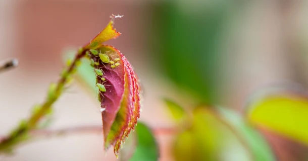 DCM Naturapy®, voor en door de natuur Thumb