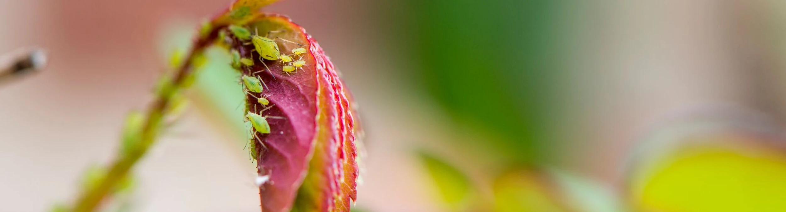 Header image alt