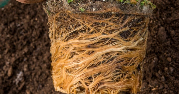 DCM VIVIFOS® voor het verbeteren van aanslag en inworteling Thumb