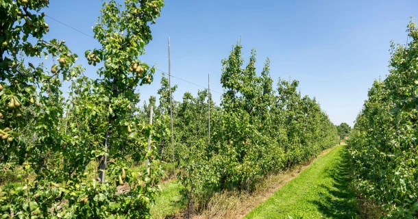 DCM Leafgel® NK: een doorbraak in duurzame plantenvoeding voor land- en tuinbouw Thumb