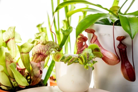 Tips voor het houden van vleesetende planten Thumb