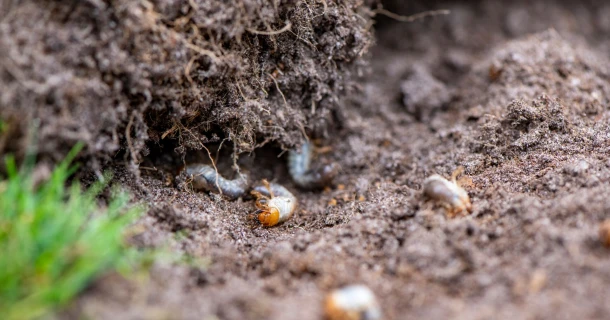 Engerlingen in gazon bestrijden, met respect voor de natuur Thumb