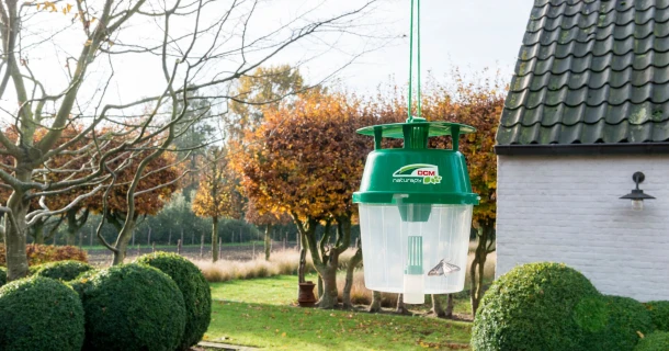 Lok de buxusmot in de val en voorkom rupsenvraat Thumb