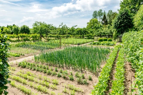 Het belang van vruchtafwisseling Thumb