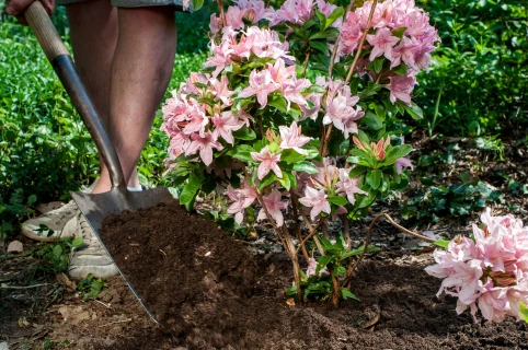 De beste aanplantgrond voor mijn plant Thumb