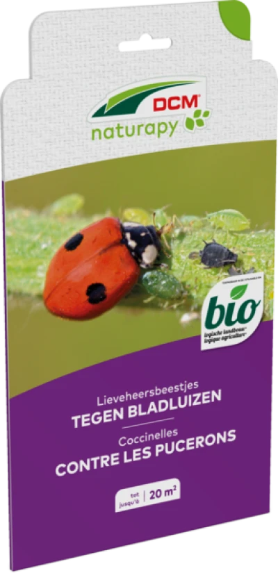Lieveheersbeestjes tegen bladluizen in de sier- en moestuin thumbnail
