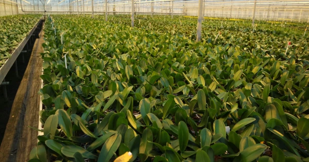 OK Plant teelt sterke en compacte planten met DCM Thumb