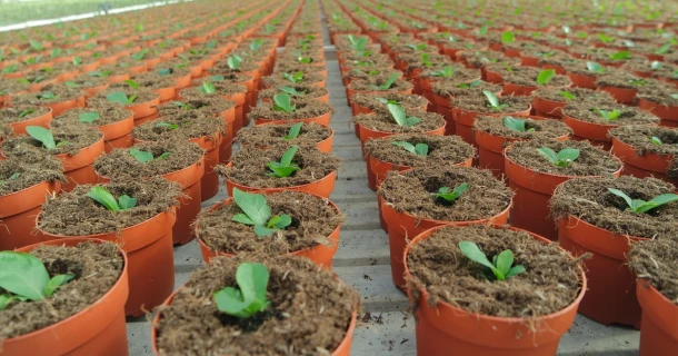 DCM INTRO® 2.0: De organische wetting agent voor optimale wateropname in pot- en containergewassen Thumb