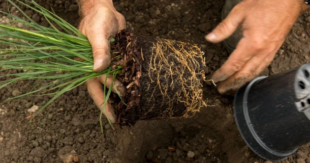De groei van gezonde en stevige wortels verzekeren bij het aanplanten Thumb