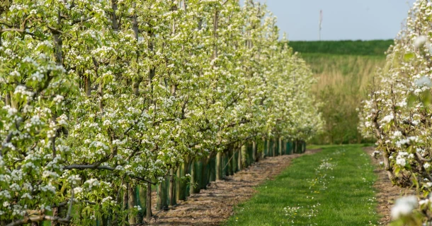 Grotere appels en een grotere oogst met DCM VIVISOL® Thumb