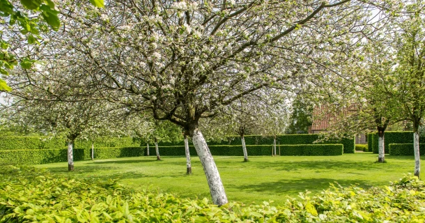 Bescherm je bomen tegen zonnebrand en vraatschade door het aanbrengen van een fysische barrière Thumb