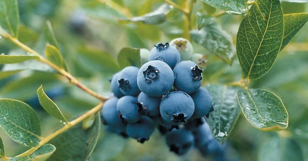 Grote oogst van je blauwe bessen Thumb