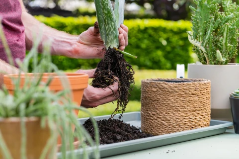 Zo verzorg je je vetplanten en cactussen Thumb