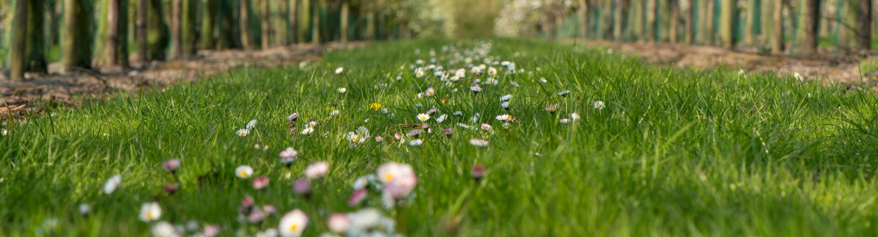 Header image alt