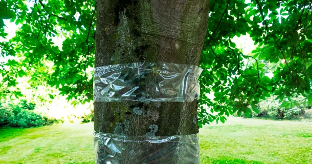 Bescherm je fruitbomen tegen kruipende insecten Thumb
