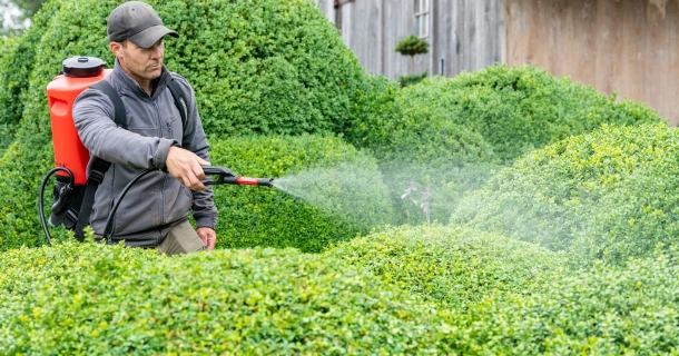 Voorkom ziekte bij je buxus, met deze tips Thumb