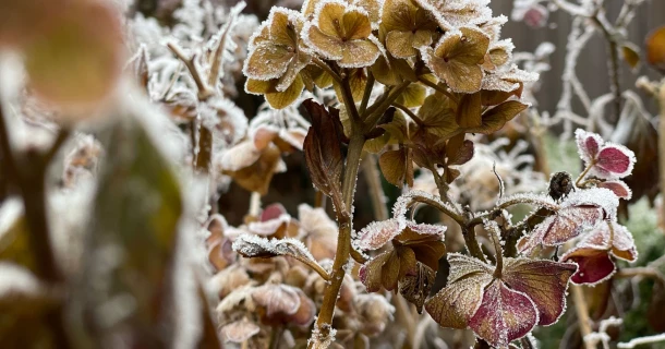 Vorst op komst? Bescherm je planten Thumb