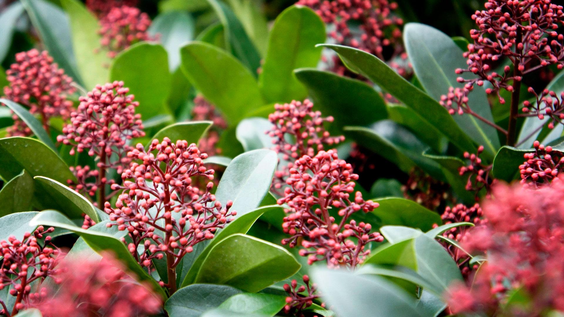 Skimmia Thumb